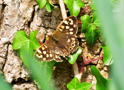 Common Brown.