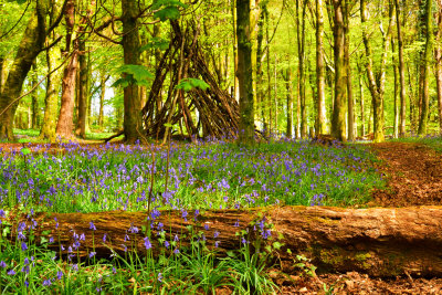 Fforest Fawr, Tongwynlais near Cardiff.