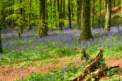 Fforest Fawr, Tongwynlais near Cardiff.