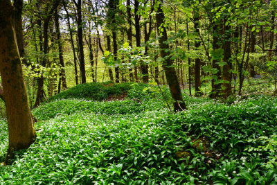Wild garlic and King Henry VIII.