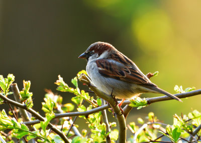 House Sparrow, back lit against the evening sun.