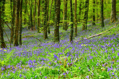 Fforest Fawr, Tongwynlais near Cardiff.