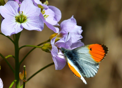 Orange Tip Butterfly feeding on Lady's Smocks.