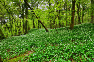 Wild garlic, Fforest Fawr, Tongwynlais.