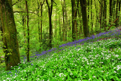 Fforest Fawr, Tongwynlais near Cardiff.