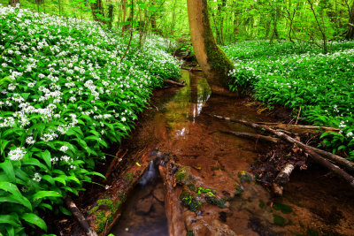 A break in the layer of garlic plants.