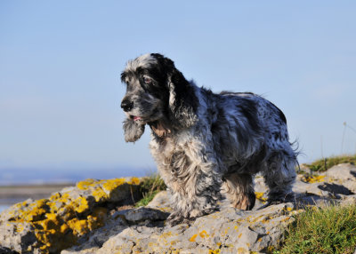 Our Cocker Spaniel, Mali