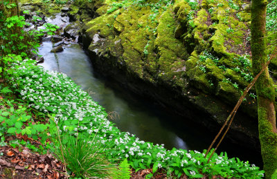 Wild garlic clinging to the side of the gorge at Pontneddfechan.