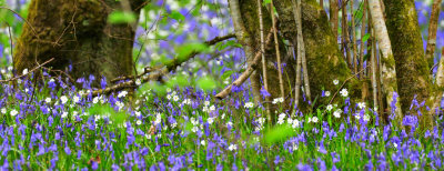 Daisies and bluebells high on the hillside at Taf-Bargoed.