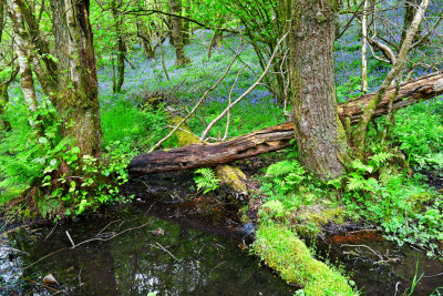 Bluebells and the living bog, Taf-Bargoed.