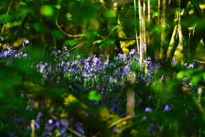 Taf-Bargoed Country Park.