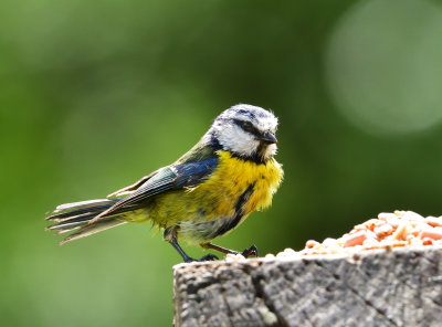 Very young Blue Tit.