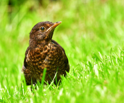 Young female Blackbird.