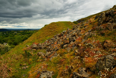 Wild flowers on the limestone spoil.