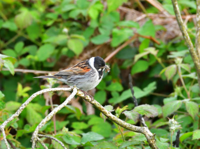 Male Reed Bunting with supper.