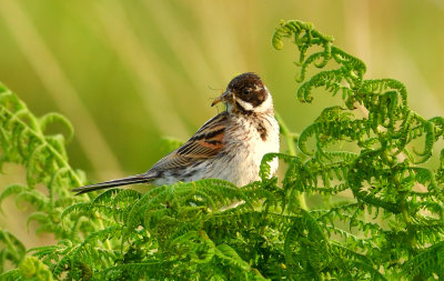 Male Reed Bunting.