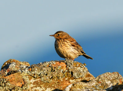 Meadow Pipit.