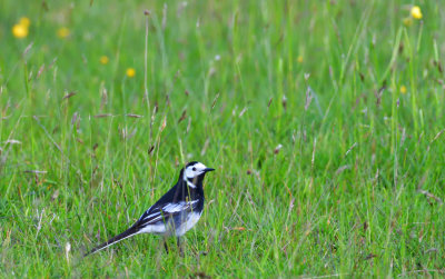 Pied Wagtail in the meadow.