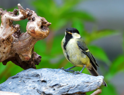Young Great Tit.