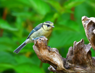 Young Blue Tit.