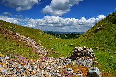 Quarry spoil and wild flowers.