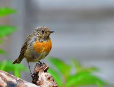 Young male Robin.