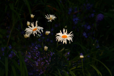 Daisies catching the evening sun.