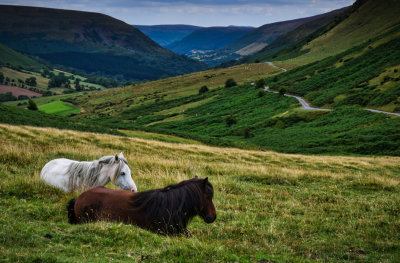 Ponies at the Gospel Pass on the Black Mountain.