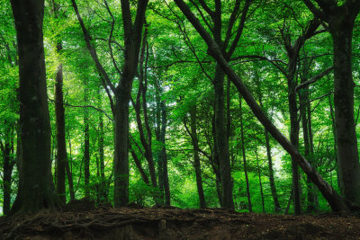 Fforest Fawr, Tongwynlais.