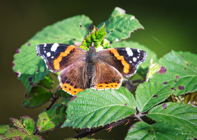 Red Admiral.