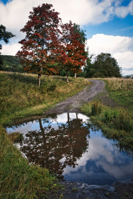 Muddy puddle at Bwllfa.