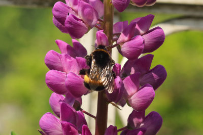 Lupine flower with bumble bee