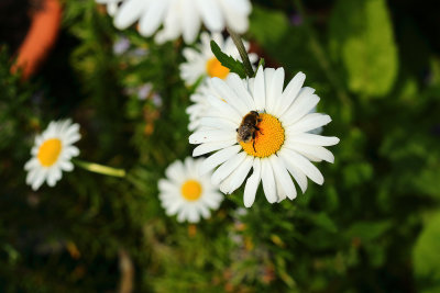 Marguerite