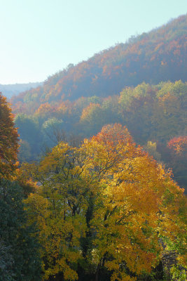 Fall in the Vienna Woods