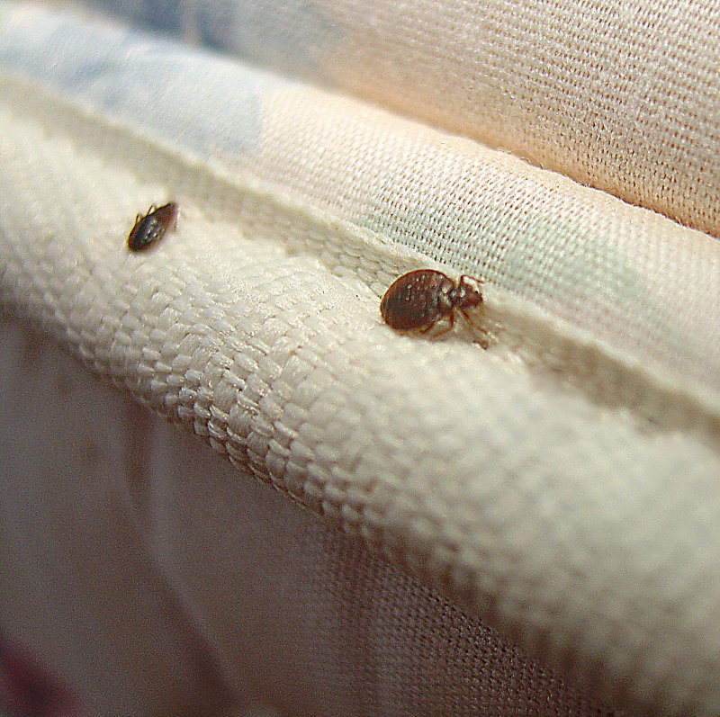 Cost effective Best Bed Bug Exterminator
