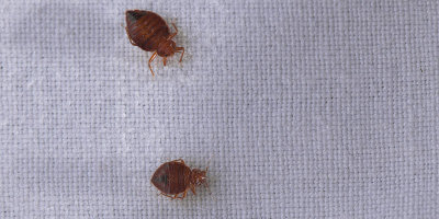 How to Get Rid Of Bed Bugs in Murfreesboro