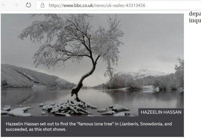 LonelyTree.JPG