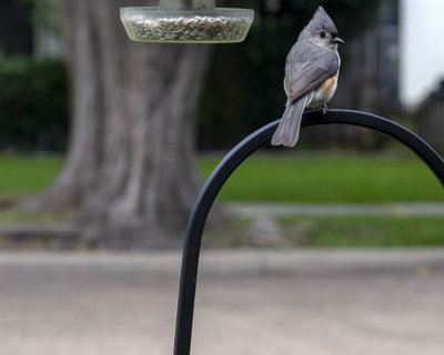 The thoughtful titmouse