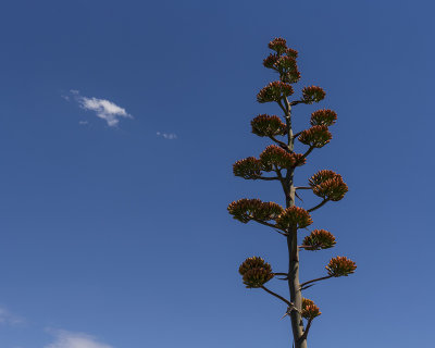 Century plant in bloom