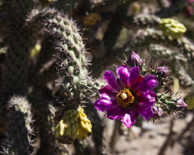 Cholla