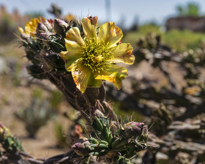 Desert rose