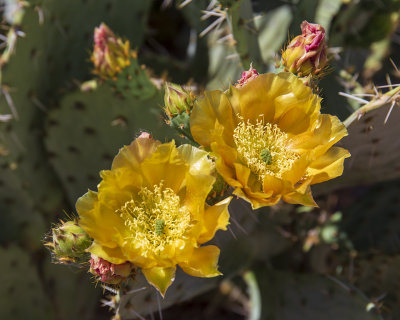 Opuntia