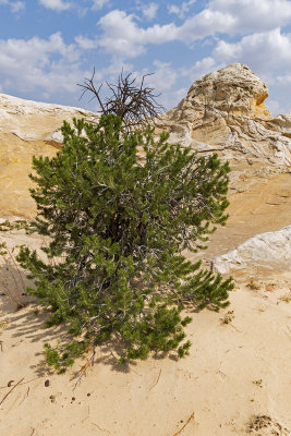 Persistent growth