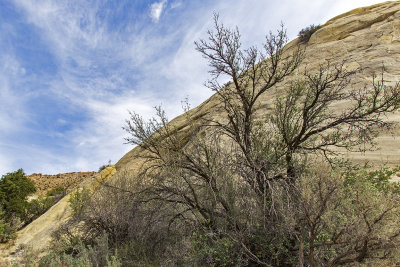 Willow, Cottonwood Canyon