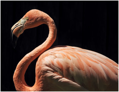 Flamingo_1.jpg