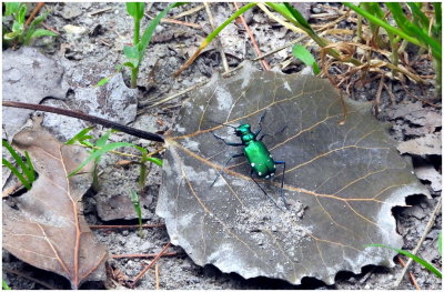 SixSpotted_Tiger_Beetle_1.JPG