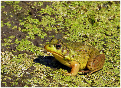 Green_Frog_4.jpg