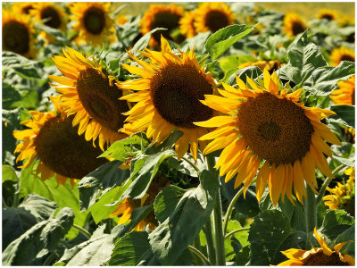 Lauras_Sunflowers_2.jpg