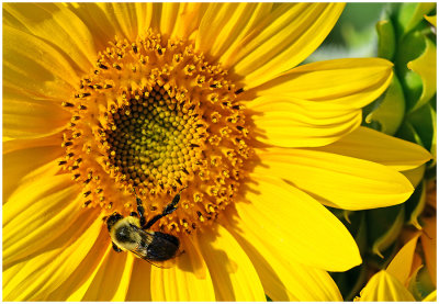 Sunflower_Bee_1.jpg