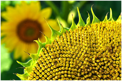 LakeshoreSunflowers_1.jpg